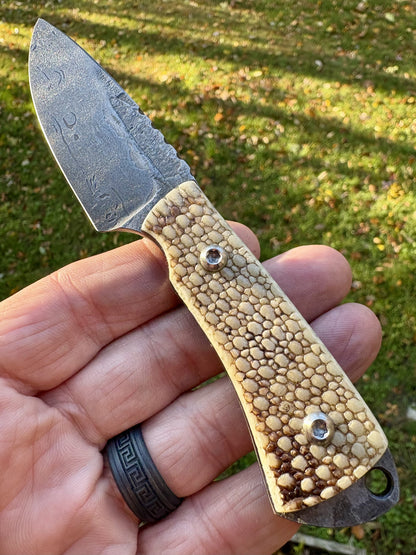 The Armadillo Belt Knife