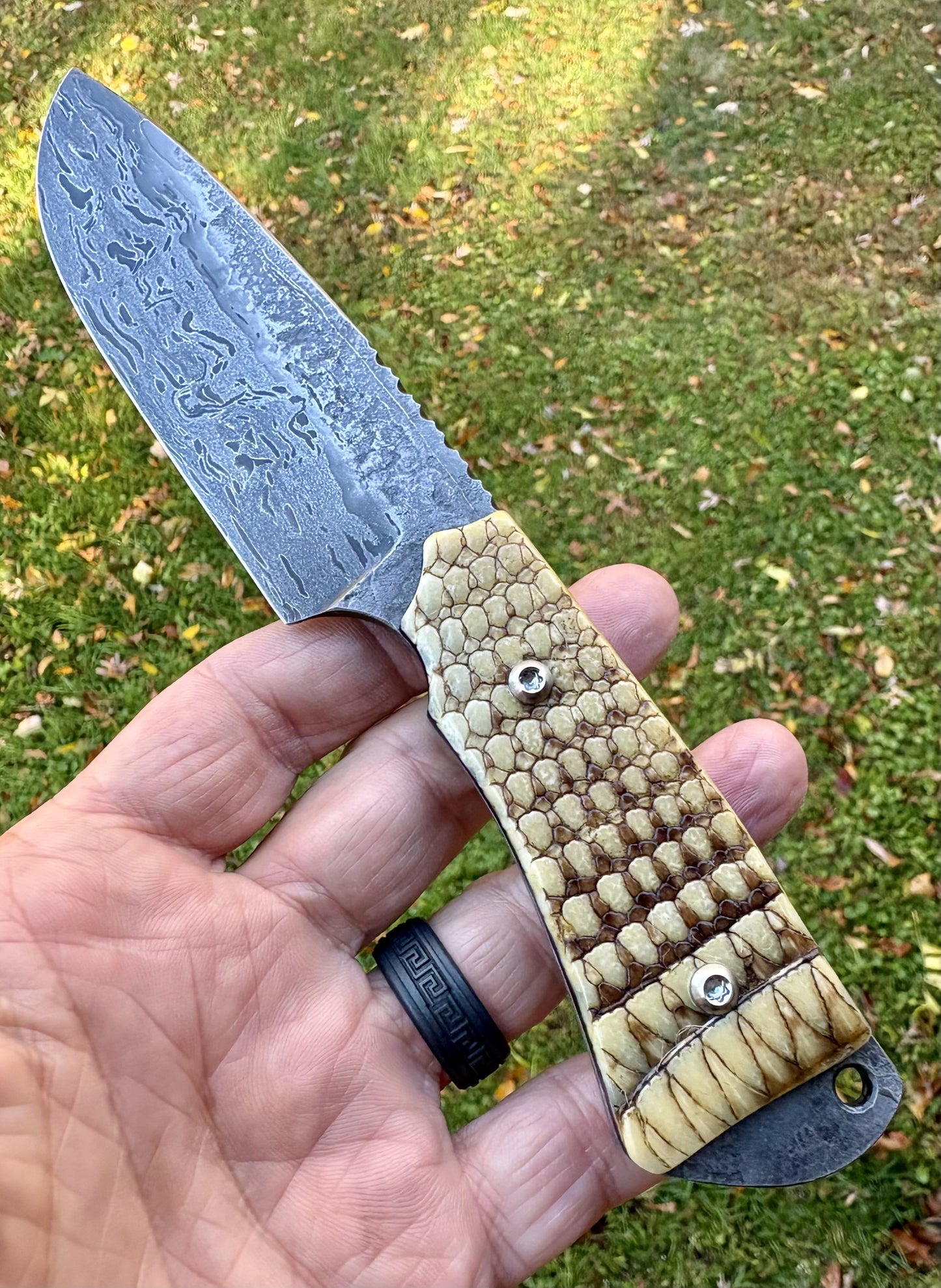 The Armadillo Hunter