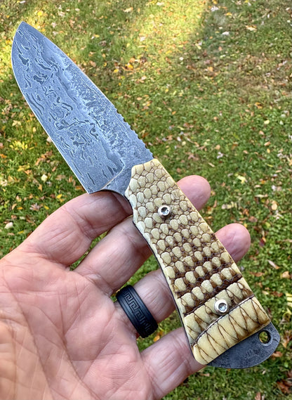 The Armadillo Hunter