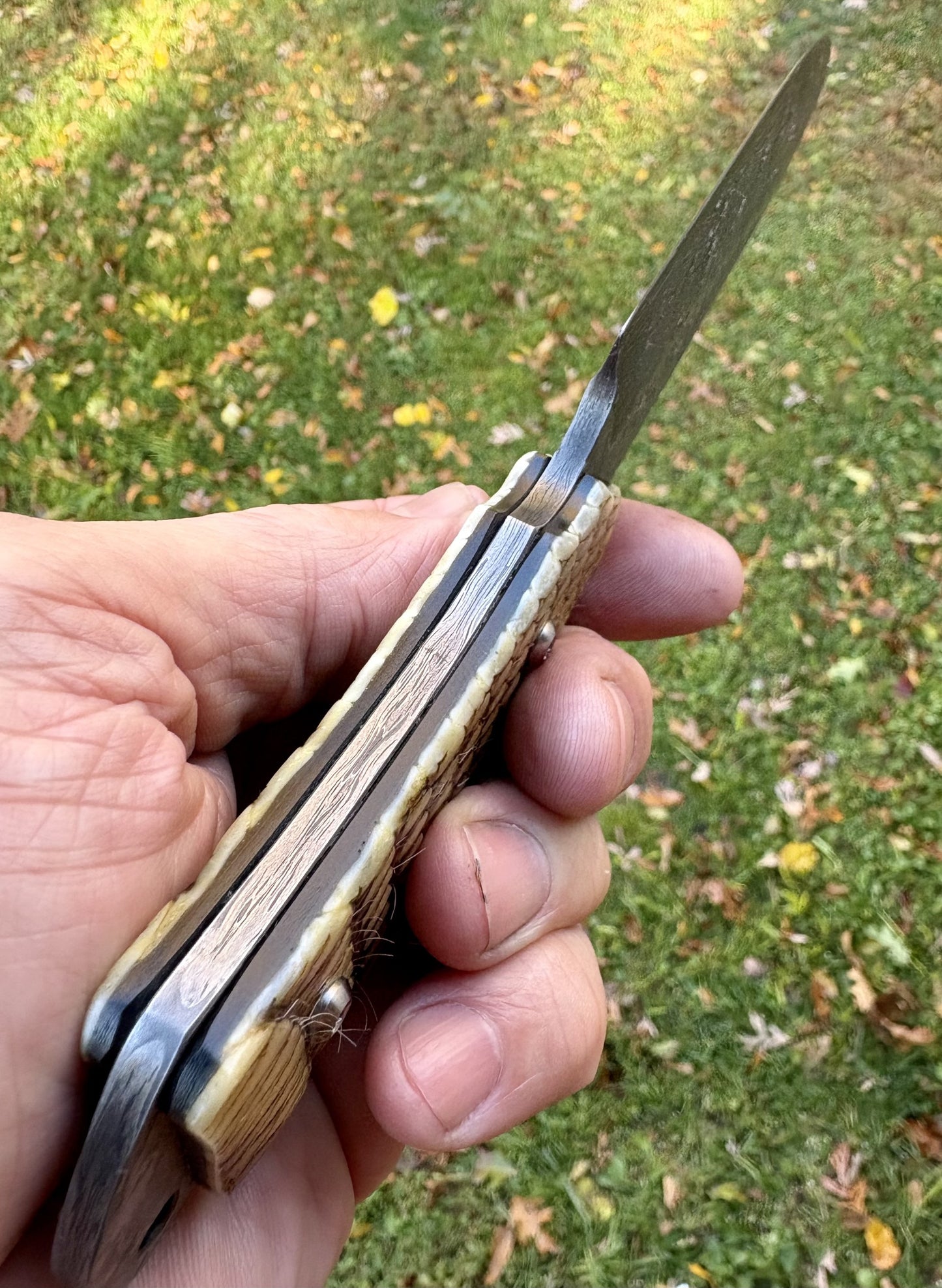 The Armadillo Hunter