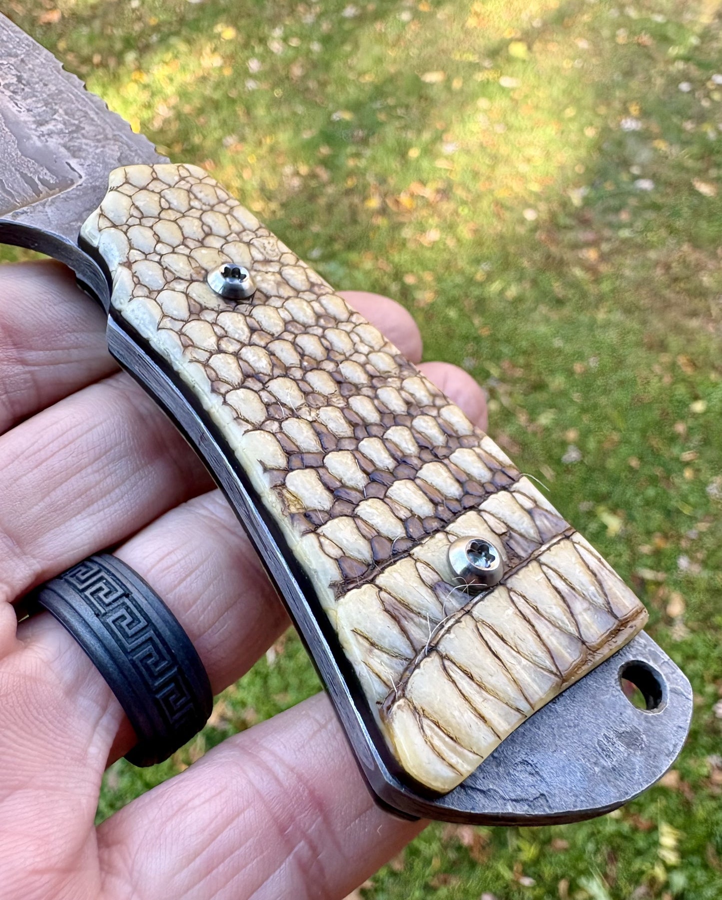 The Armadillo Hunter