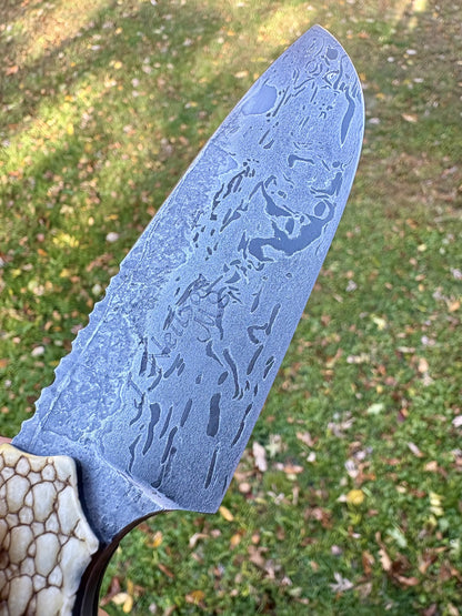 The Armadillo Hunter